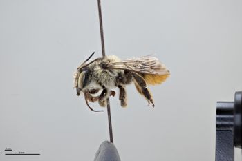 Media type: image;   Entomology 791606 Aspect: habitus lateral view